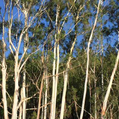 eucalyptus grove