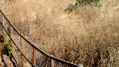 photo of thistles